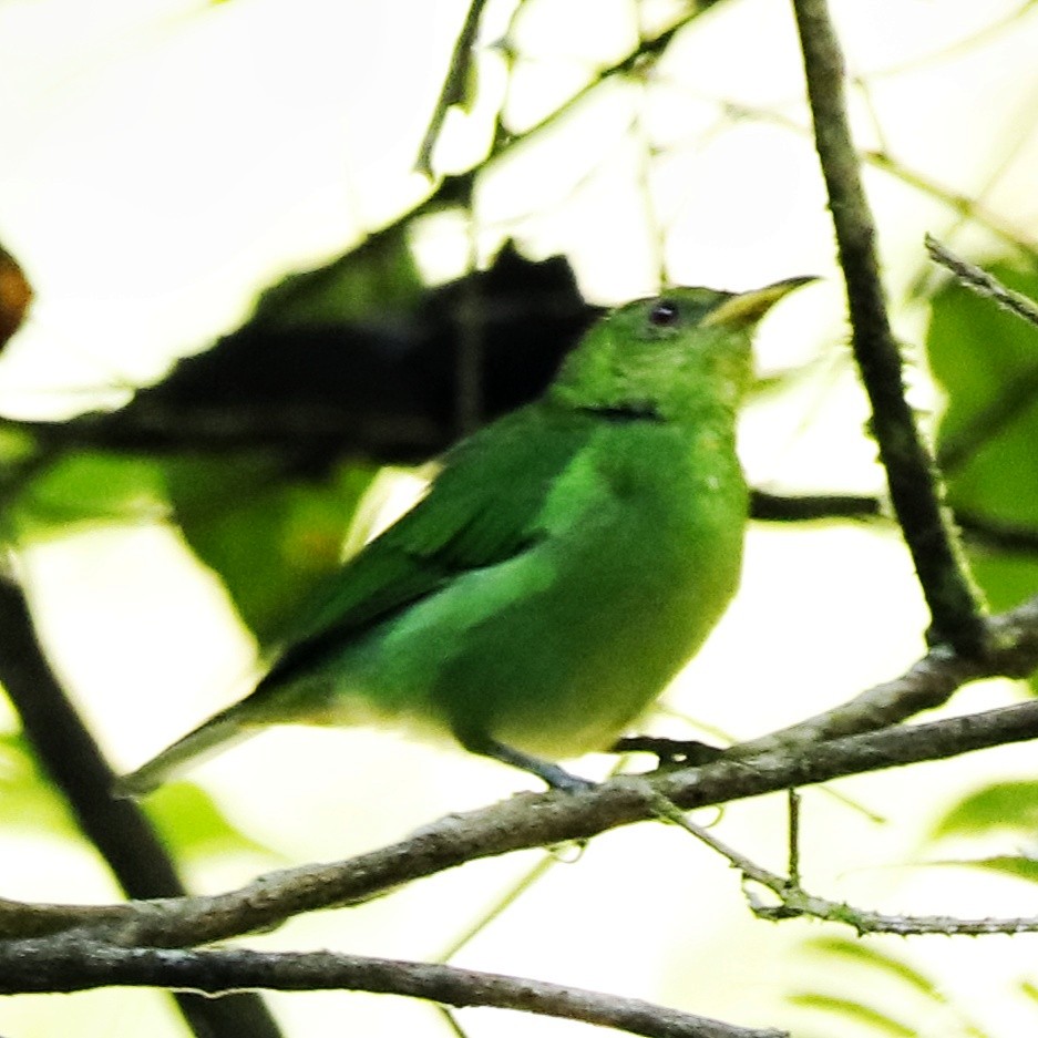 Green Honeycreeper - Christine Mazaracki