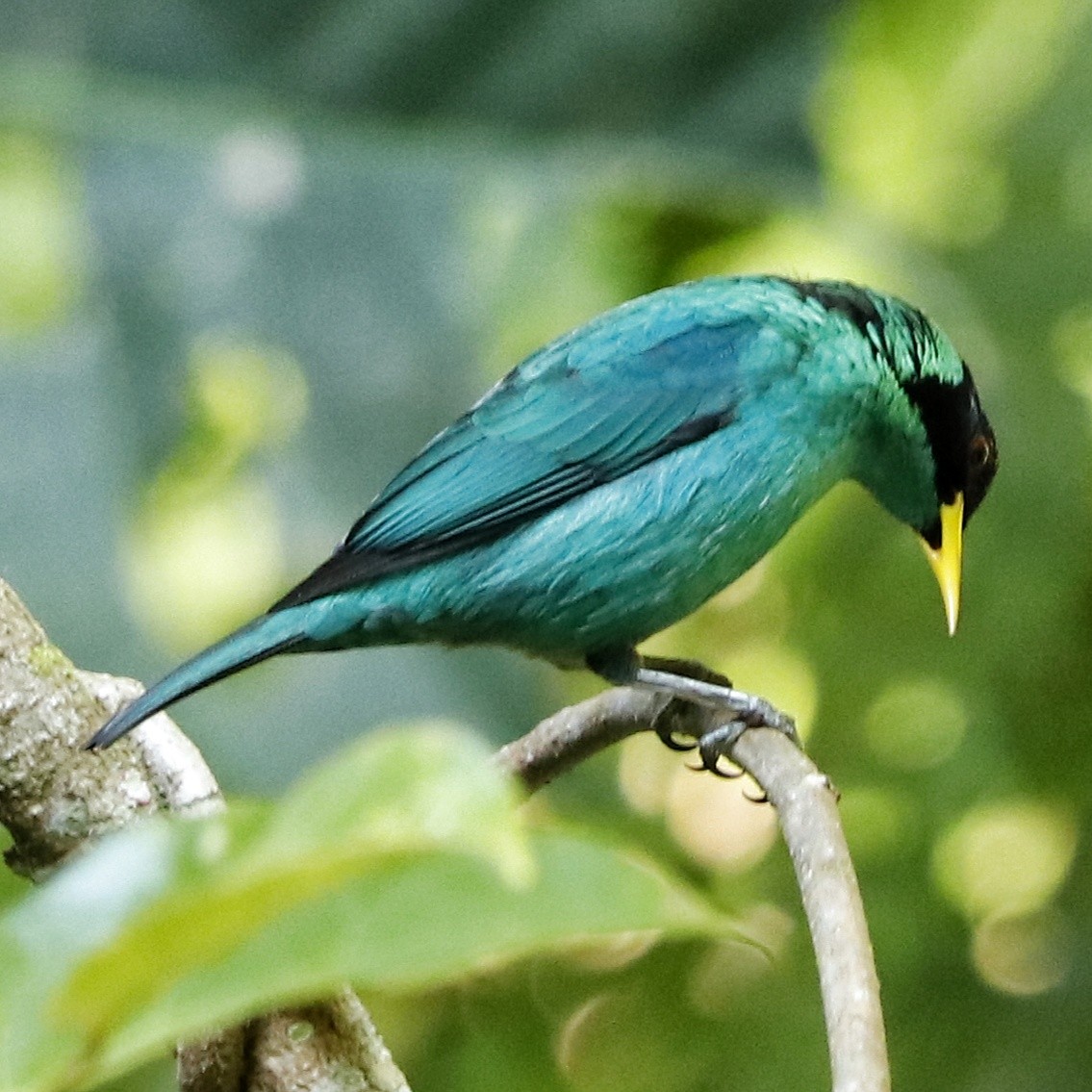 Green Honeycreeper - ML357501311