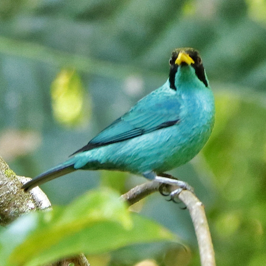 Kappennaschvogel - ML357501331