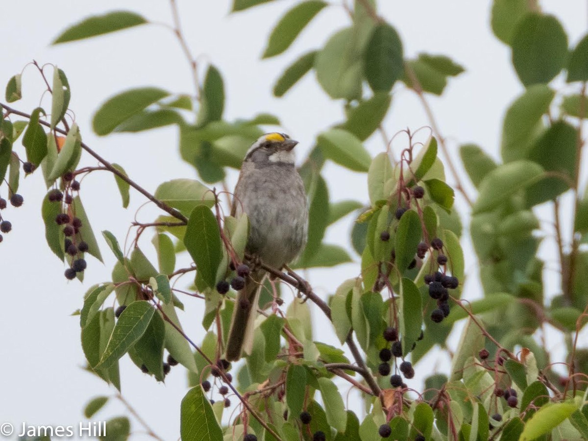 White-throated Sparrow - ML357502161