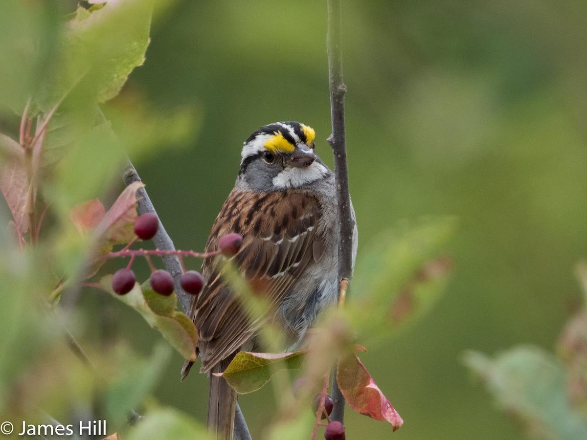 White-throated Sparrow - ML357502171