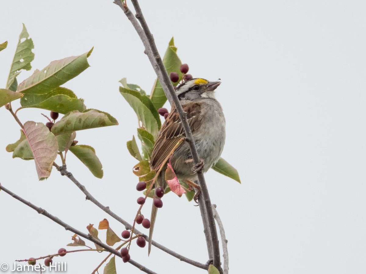 White-throated Sparrow - ML357502181