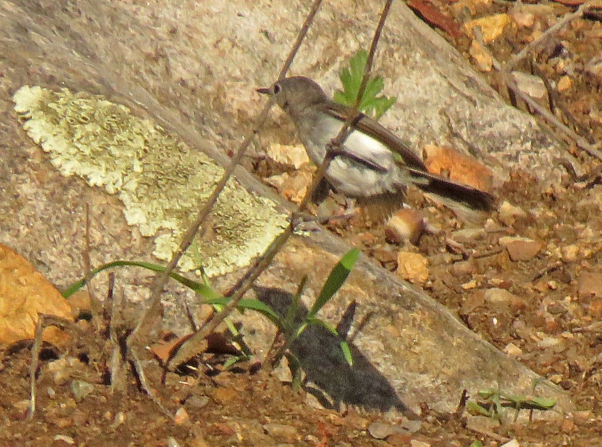 Black-tailed Gnatcatcher - ML357502411