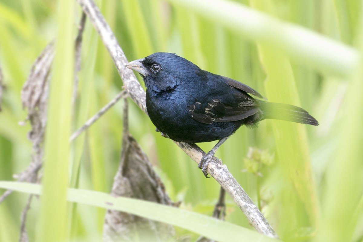 Blue-black Grassquit - ML357504141