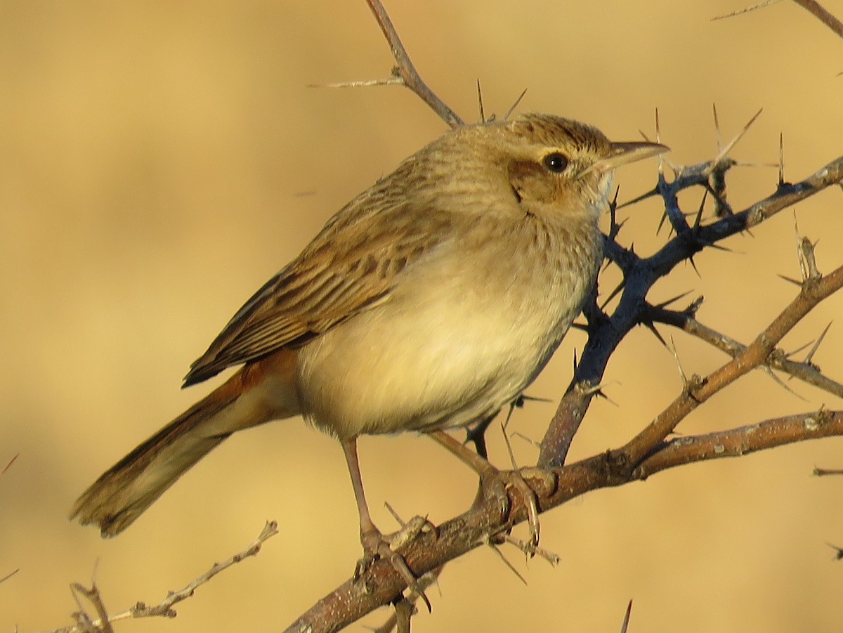 Rufous Songlark - ML357504441