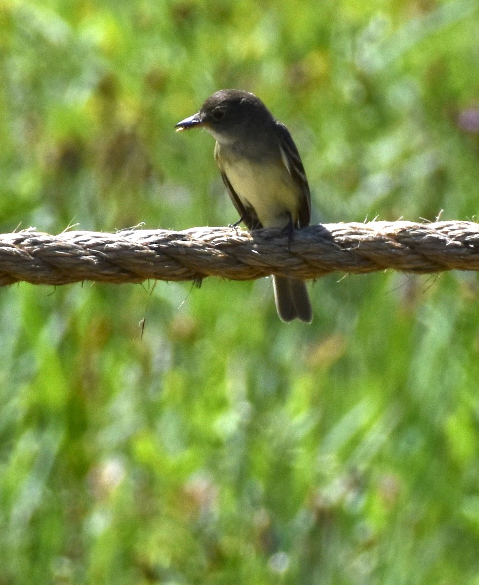 new world flycatcher sp. - ML357506311