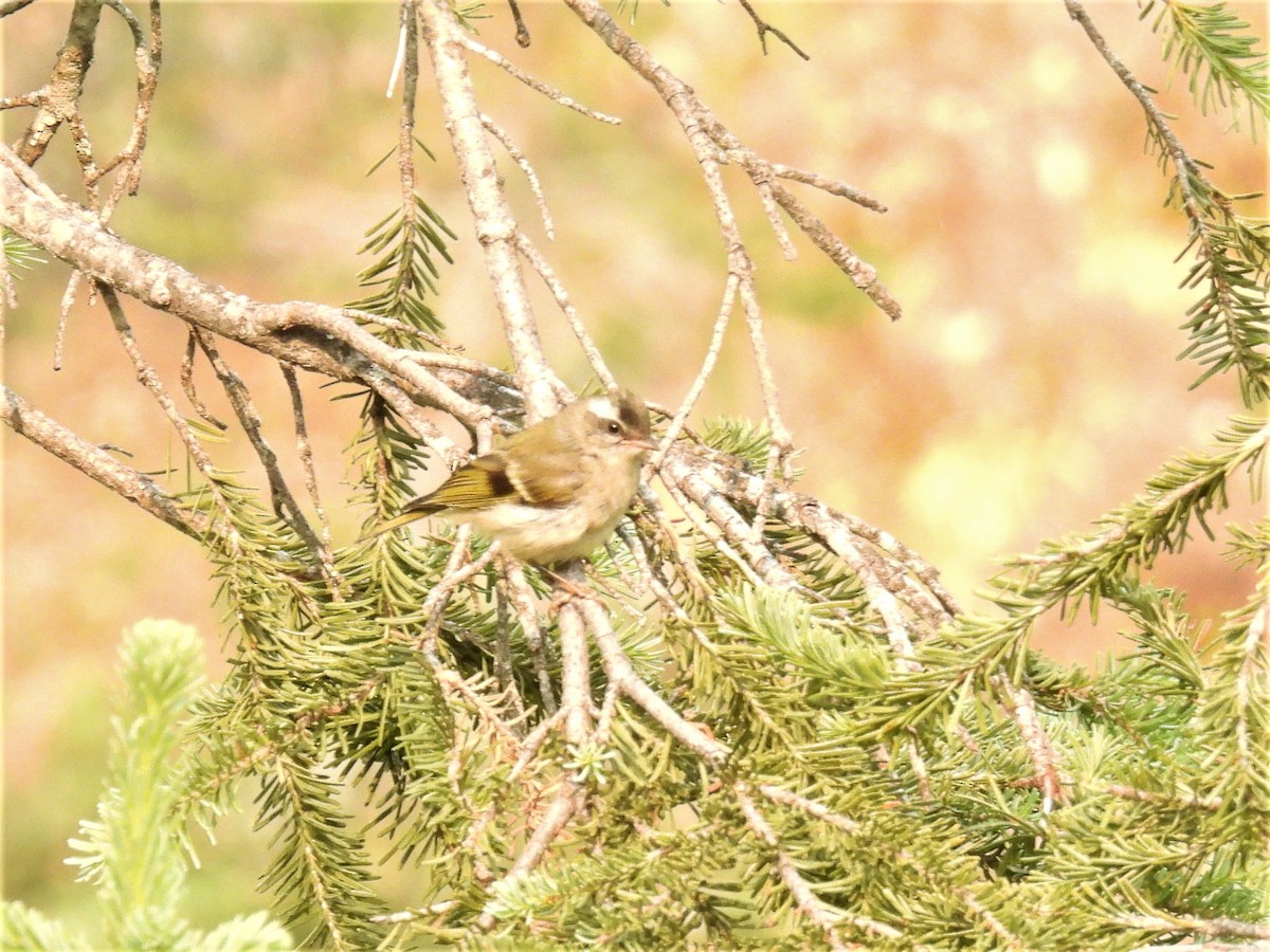 Golden-crowned Kinglet - ML357507891