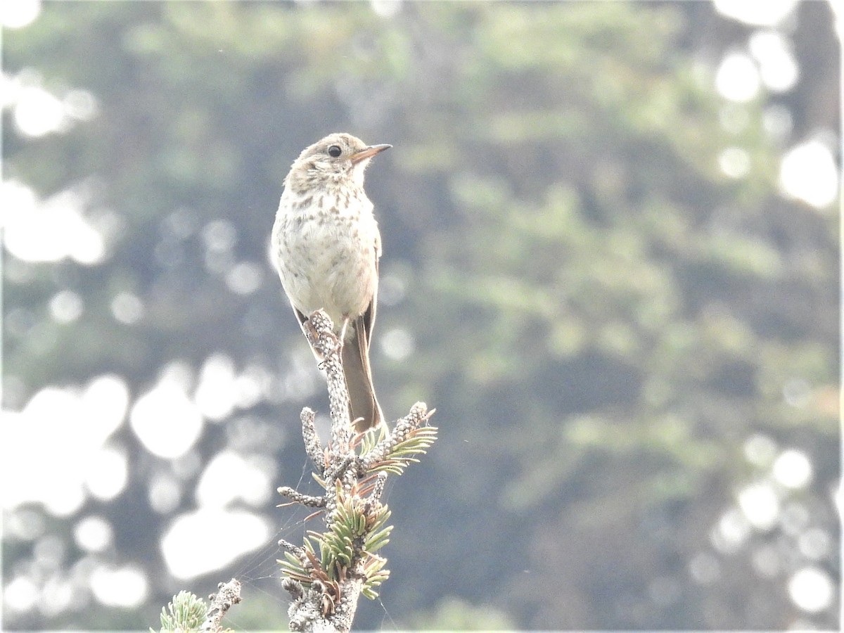 Hermit Thrush - ML357507971