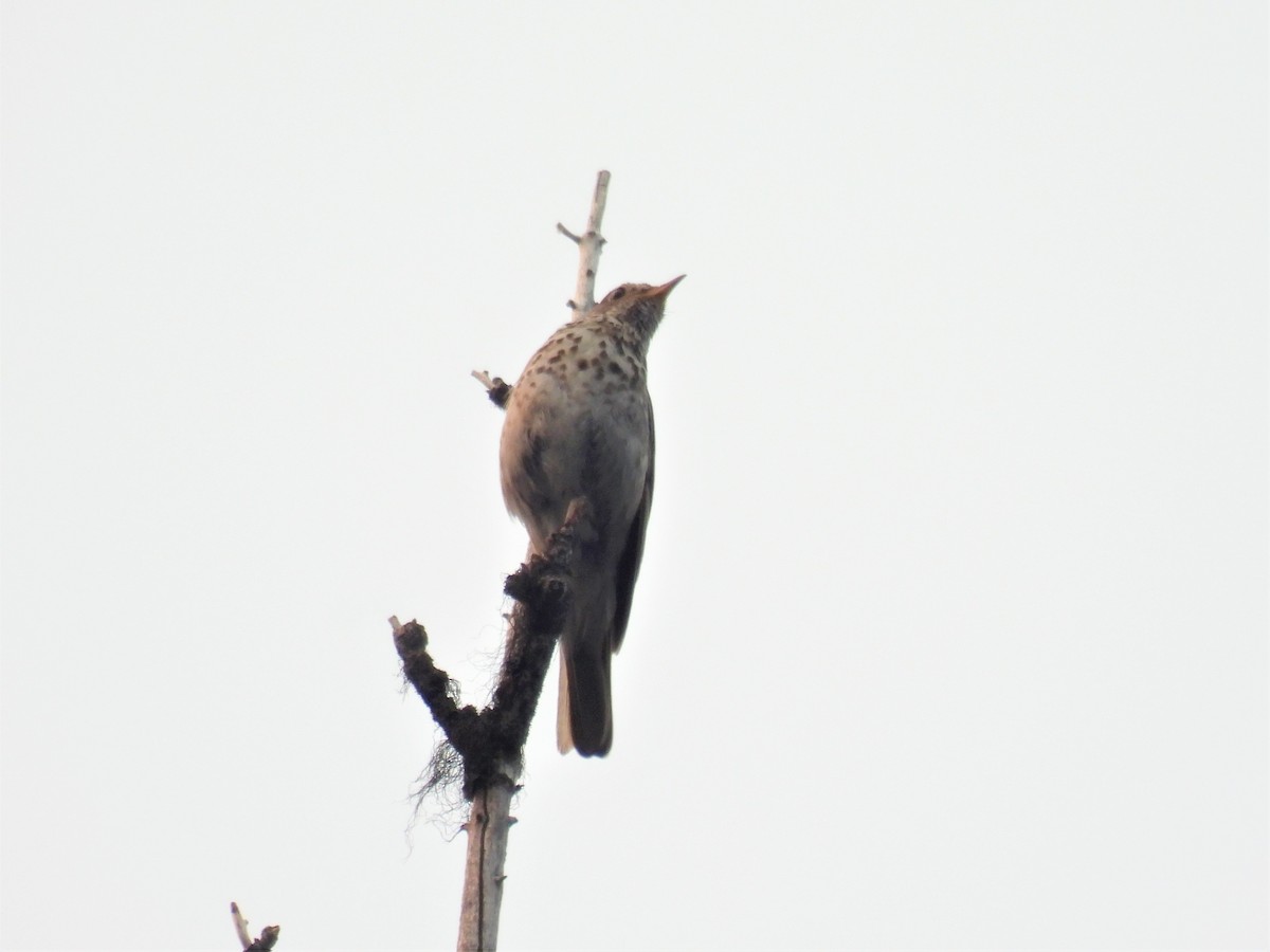 Hermit Thrush - ML357507981