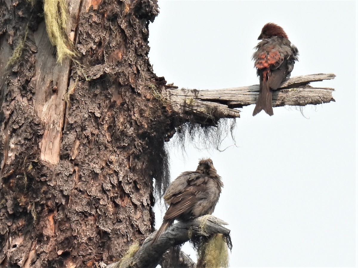 Pine Grosbeak - ML357508021