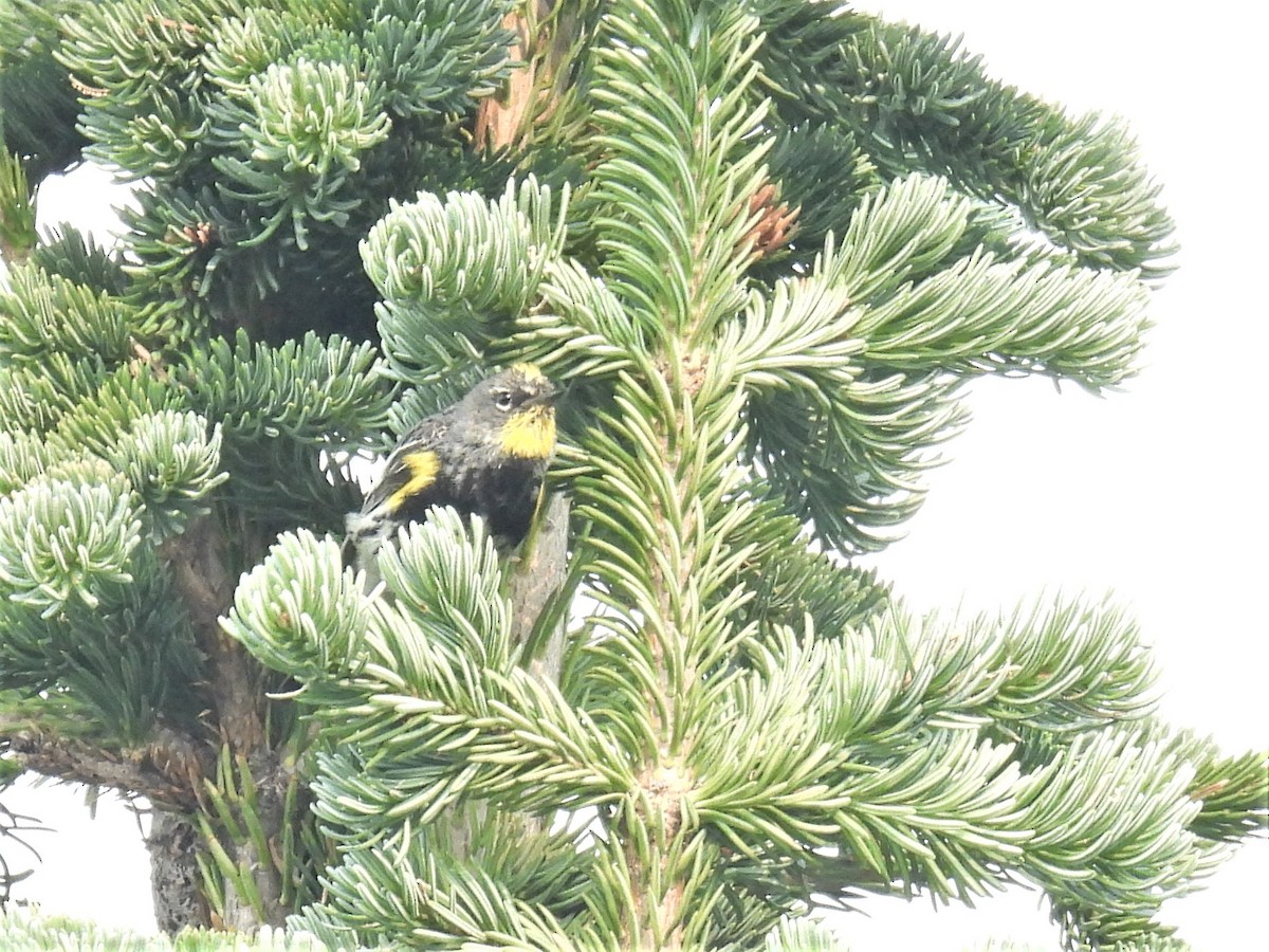 Yellow-rumped Warbler - ML357508071