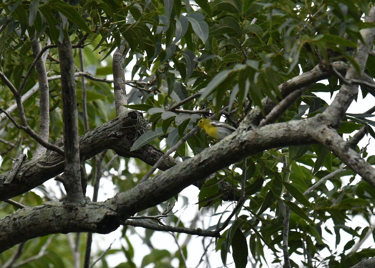 Yellow-throated Vireo - ML357514181