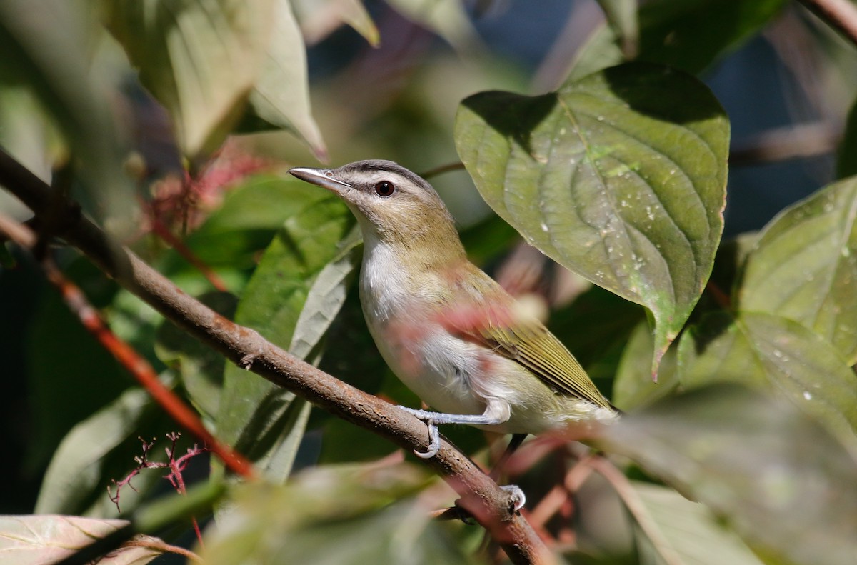 Red-eyed Vireo - Joel Such