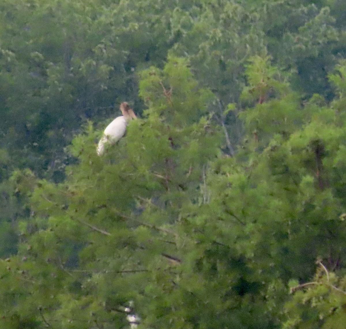 Wood Stork - ML357514661