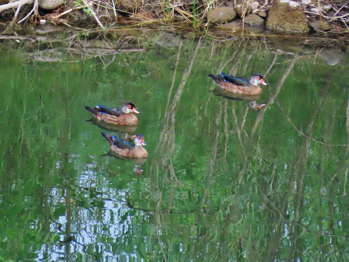 Wood Duck - ML357514831