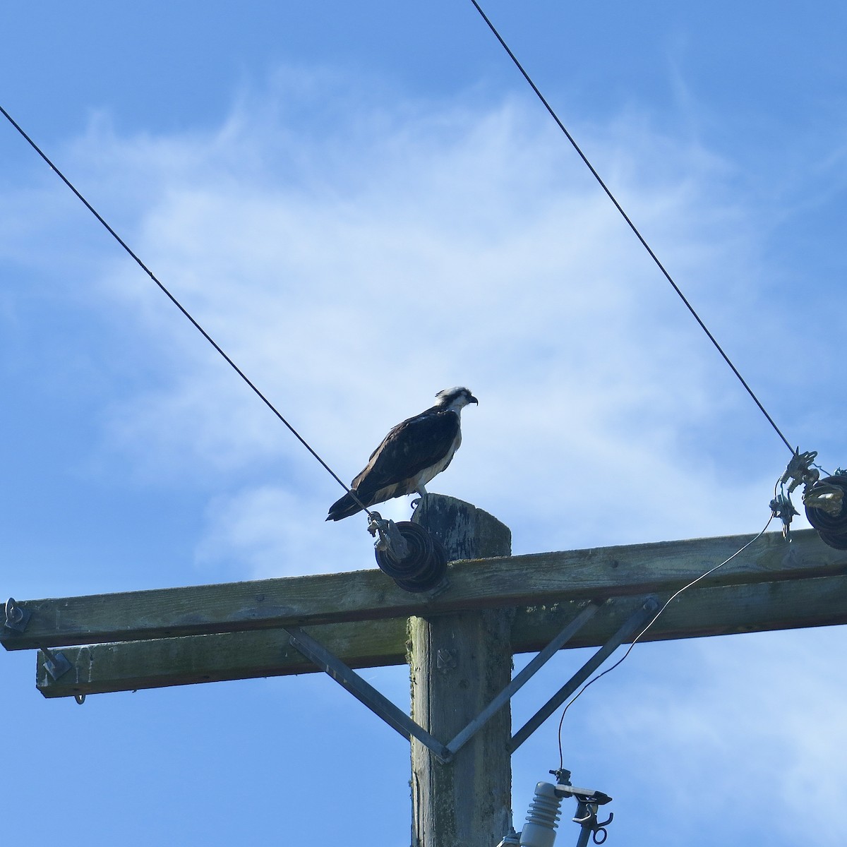 Osprey - ML357515431