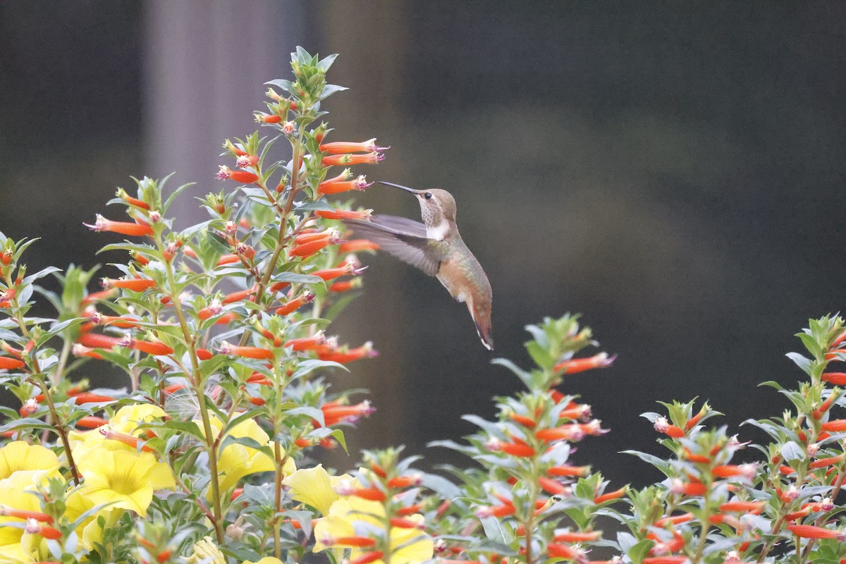 Rufous Hummingbird - Scott Ray