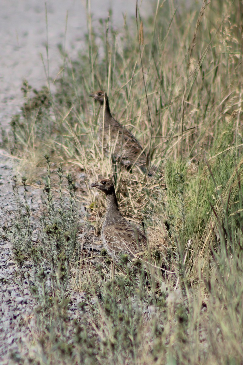 Dusky Grouse - ML357517561