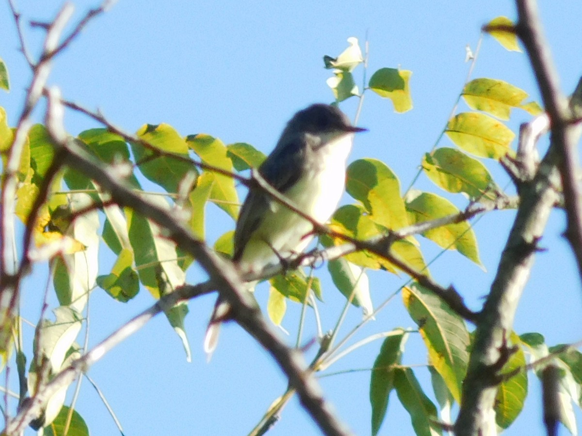 Eastern Phoebe - ML35751851