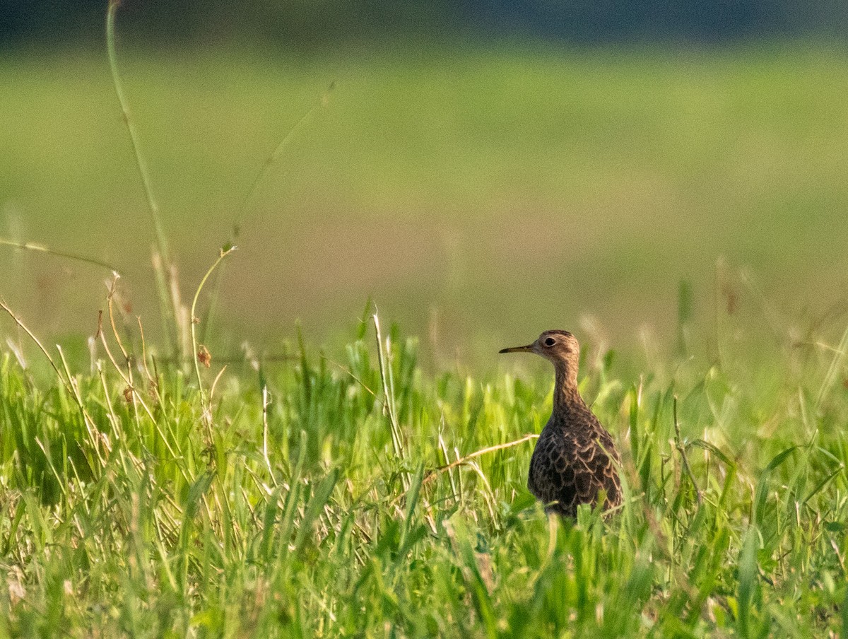 Upland Sandpiper - ML357518921