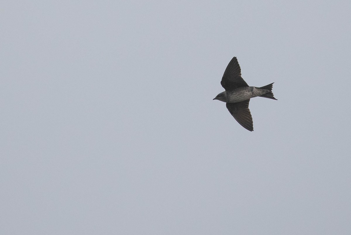 Purple Martin - Doug Gochfeld