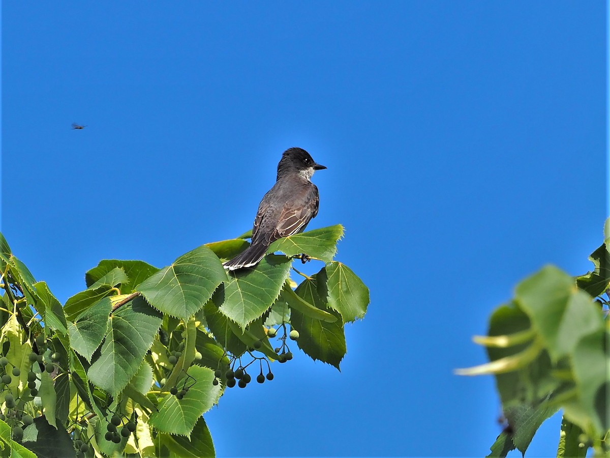 Eastern Kingbird - ML357522431