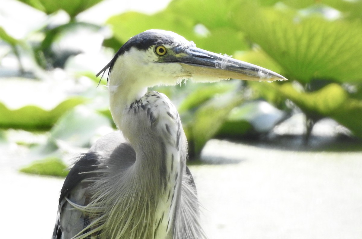 Great Blue Heron - Candy Giles