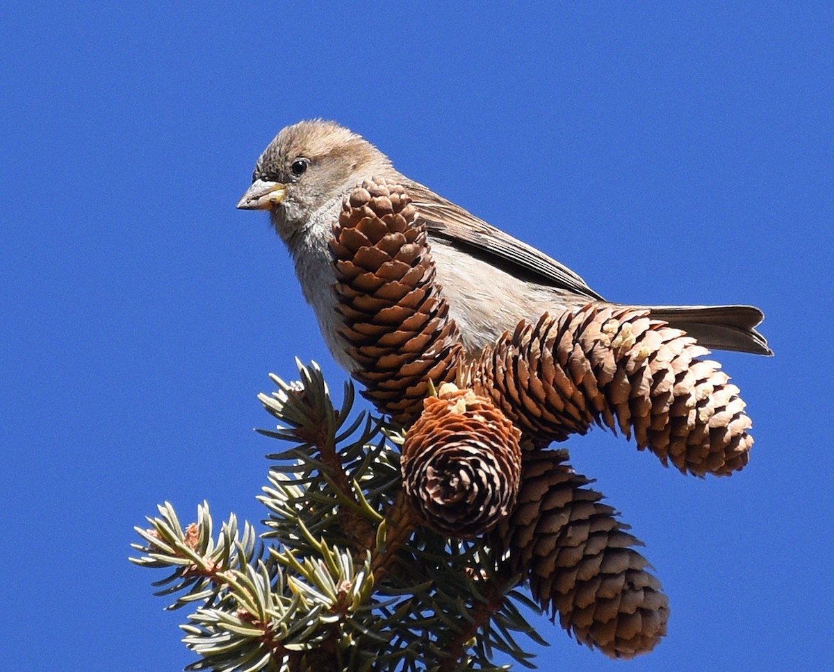 House Sparrow - ML357522571