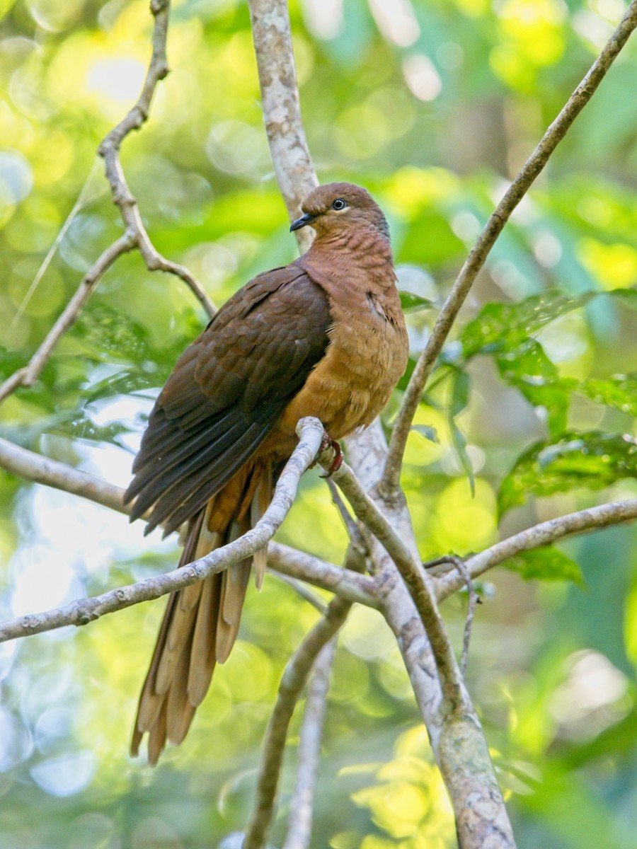 Brown Cuckoo-Dove - ML357522741