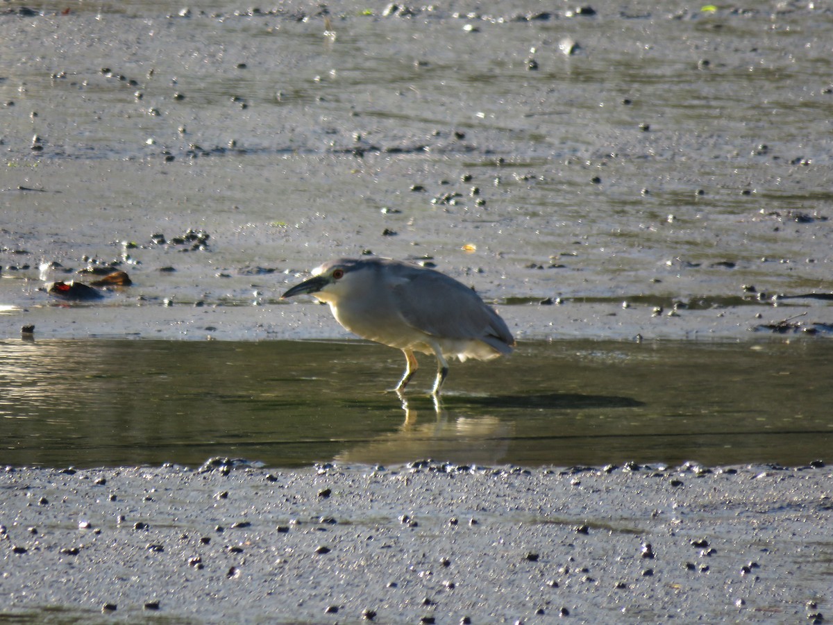 Black-crowned Night Heron - Jordan Wolf