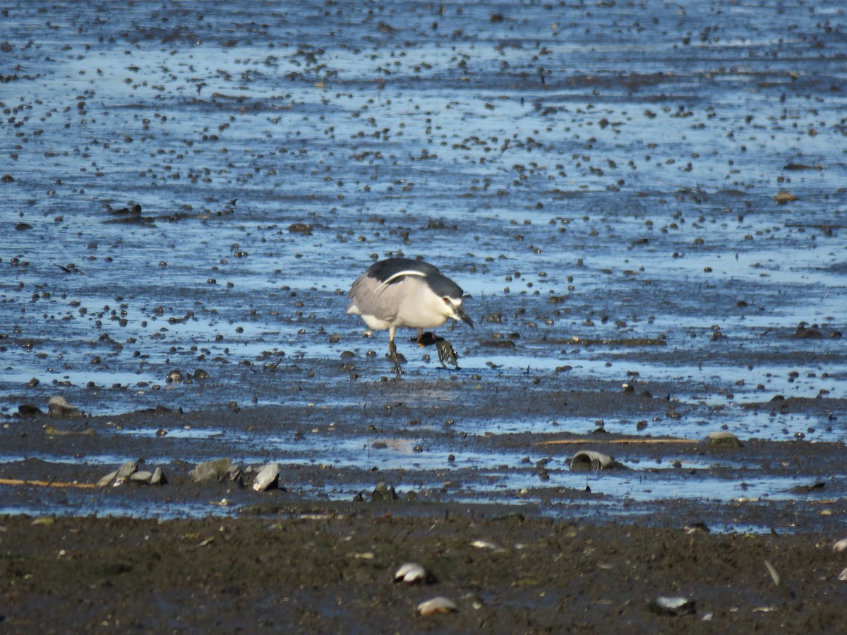 Black-crowned Night Heron - ML357524851