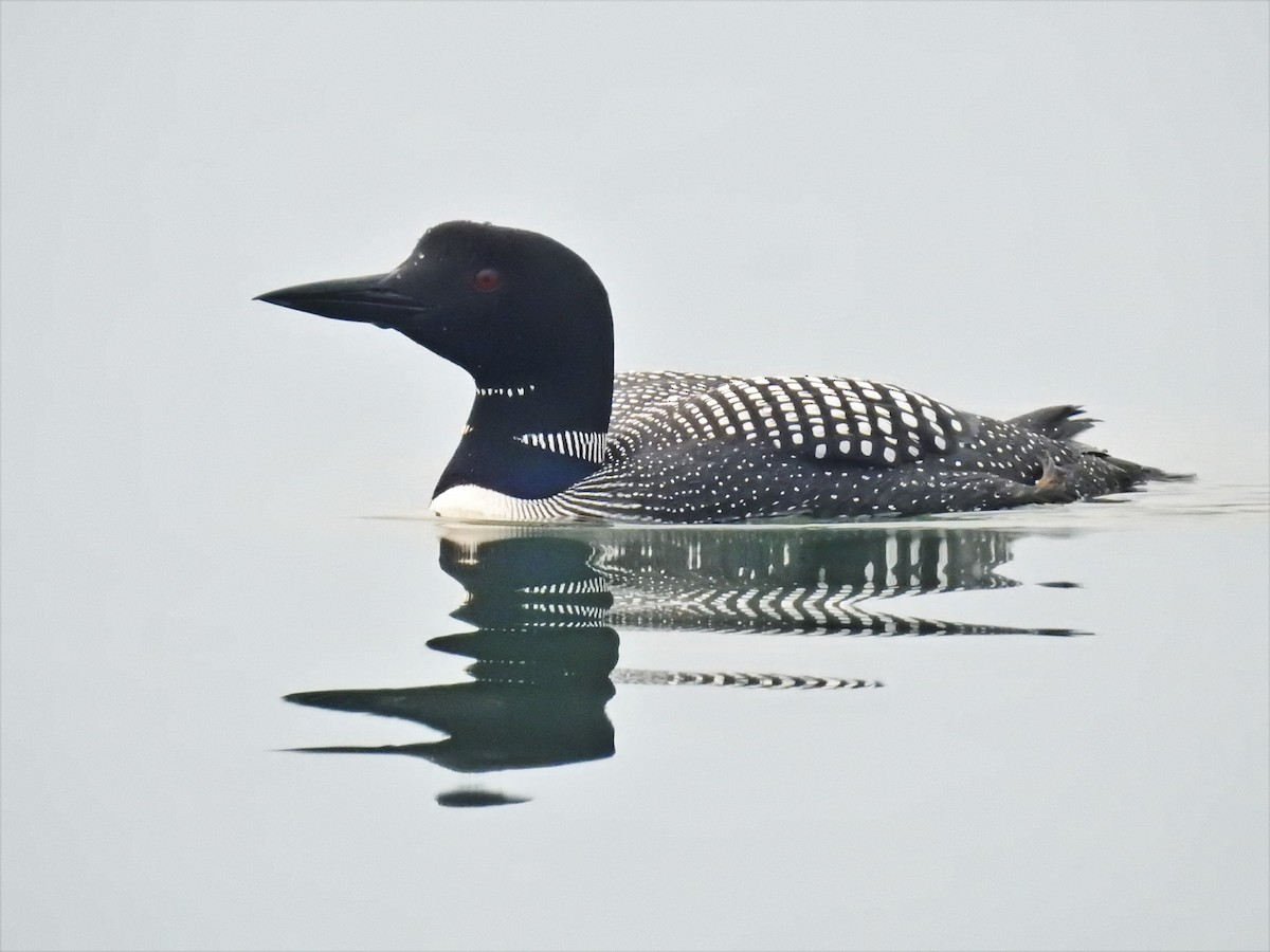 Common Loon - Darlene Cancelliere