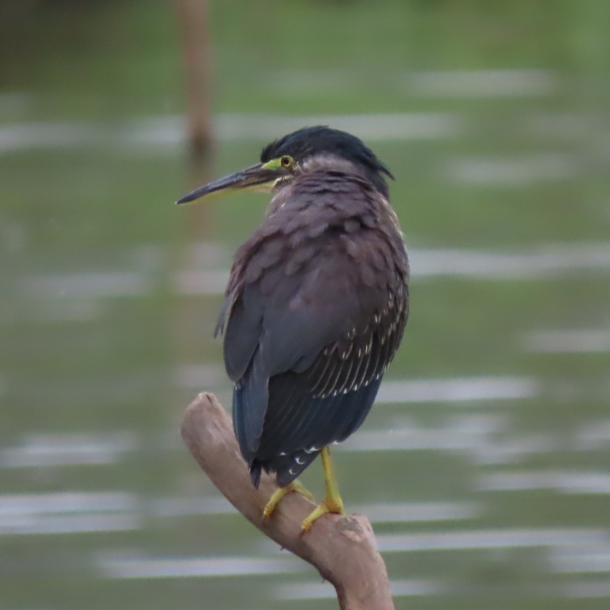 Striated Heron - ML357527521