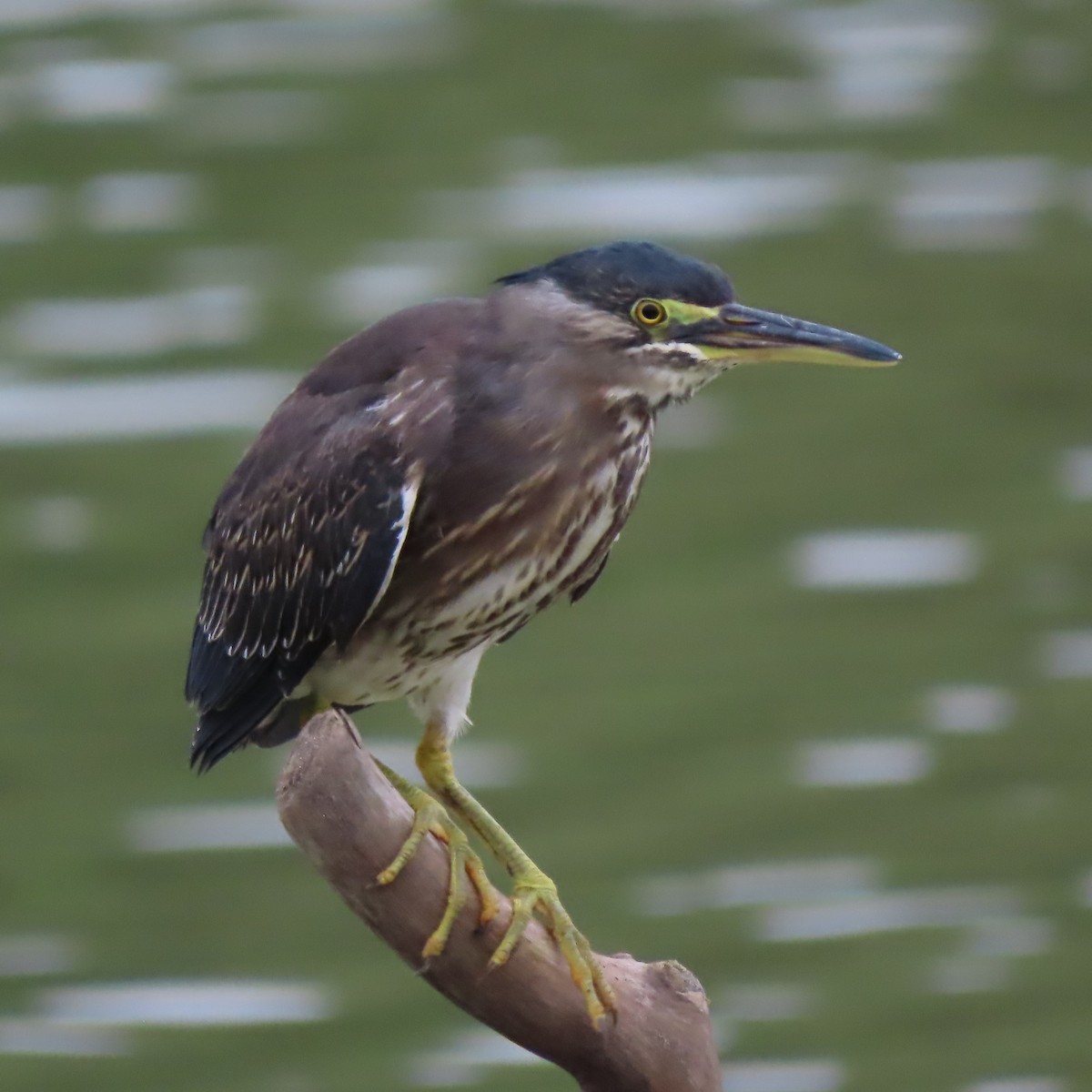 Striated Heron - ML357527531