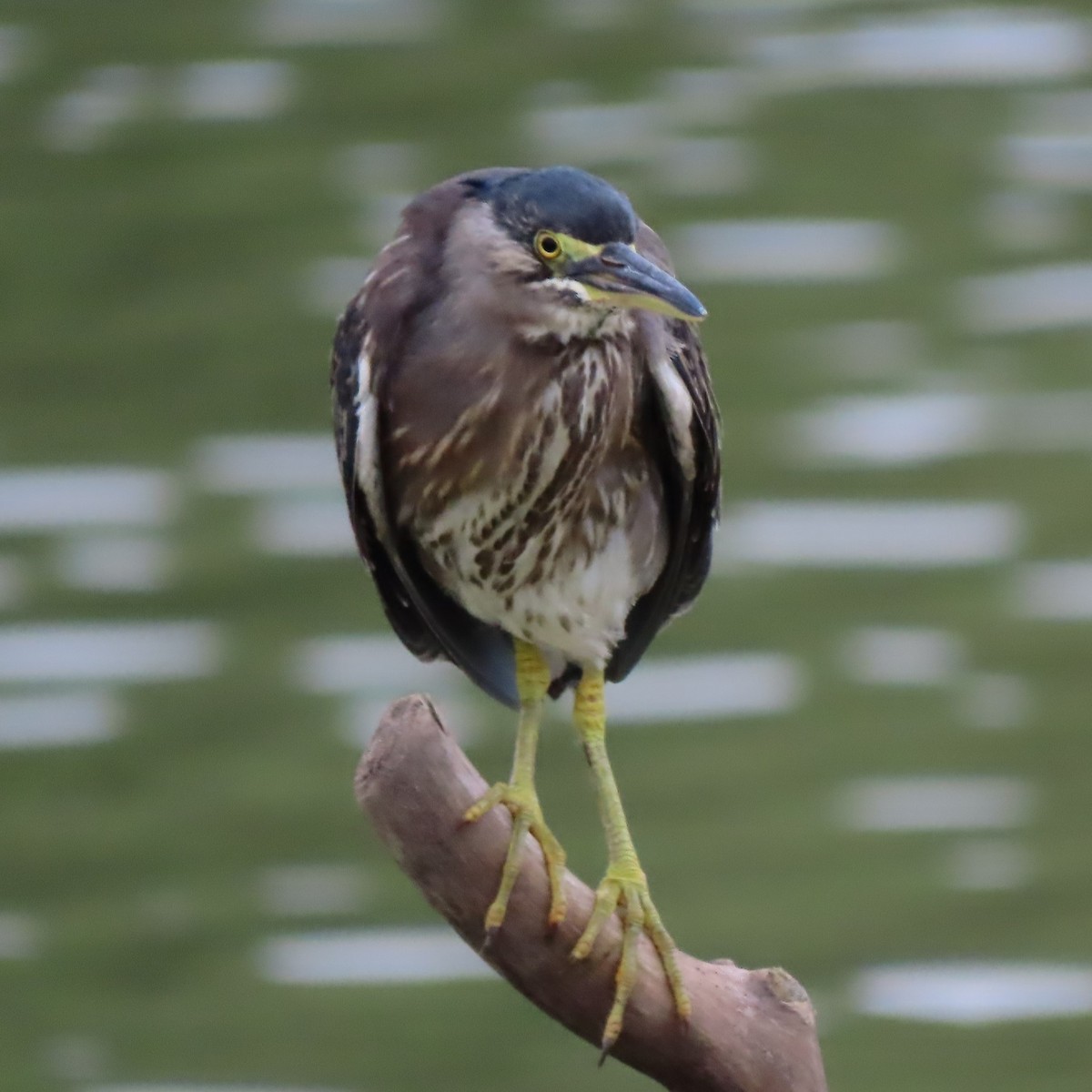 Striated Heron - ML357527541