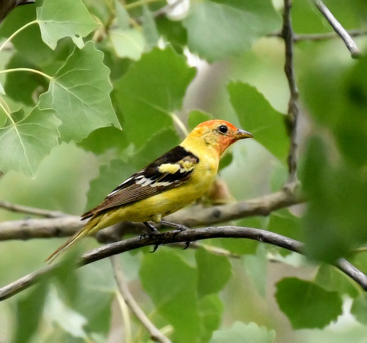 Western Tanager - ML357527831