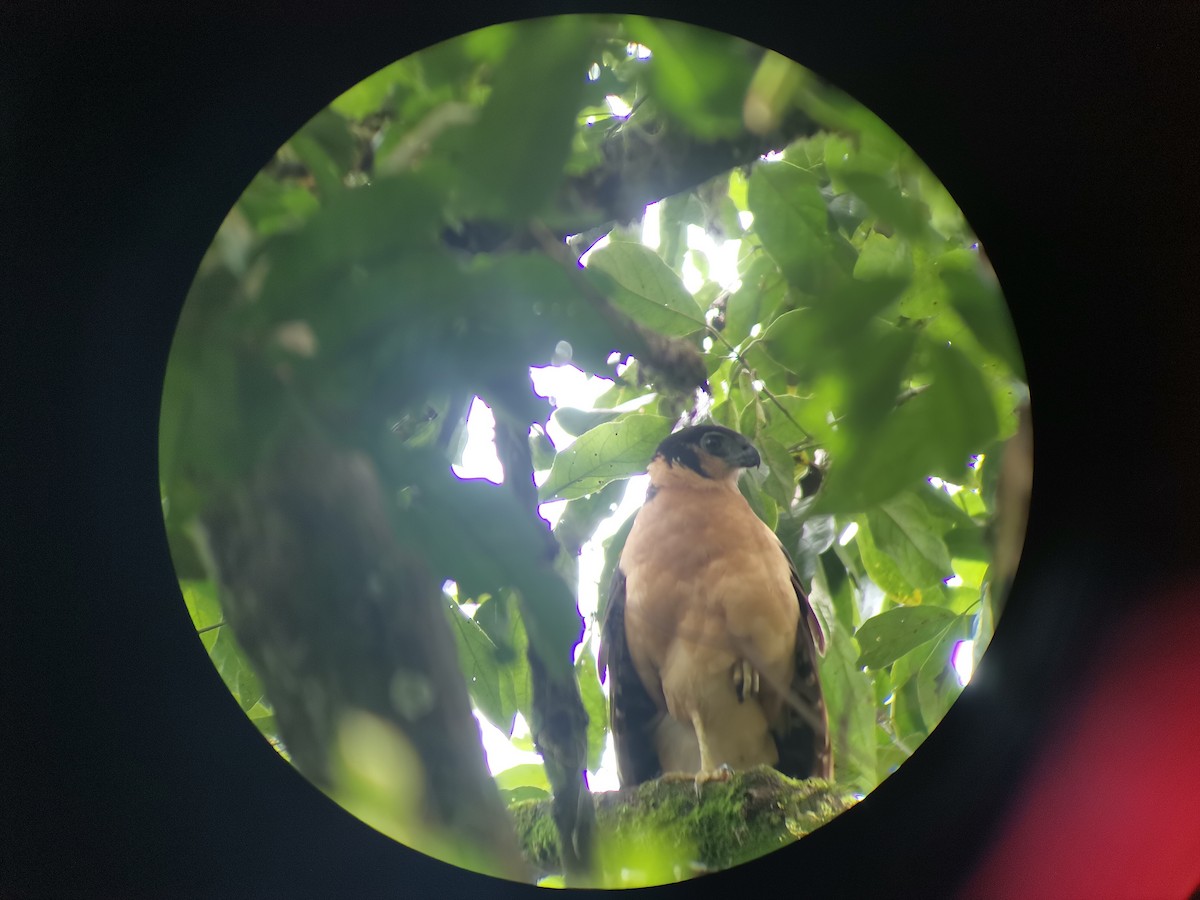 Collared Forest-Falcon - Johnnier Arango 🇨🇴 theandeanbirder.com