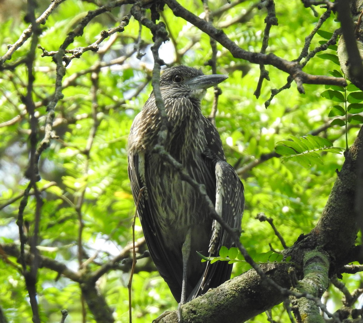 Yellow-crowned Night Heron - ML357528411