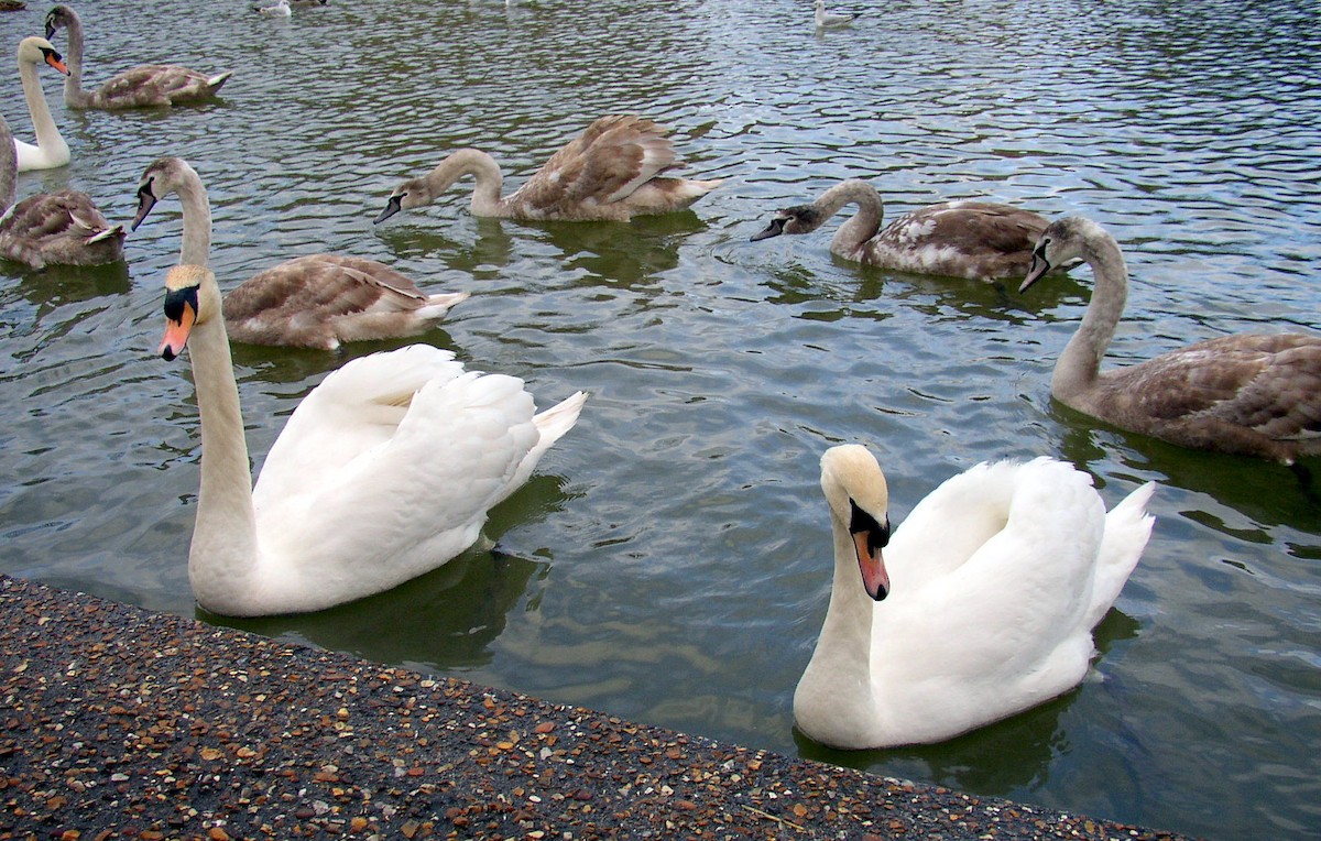 Mute Swan - ML357528831