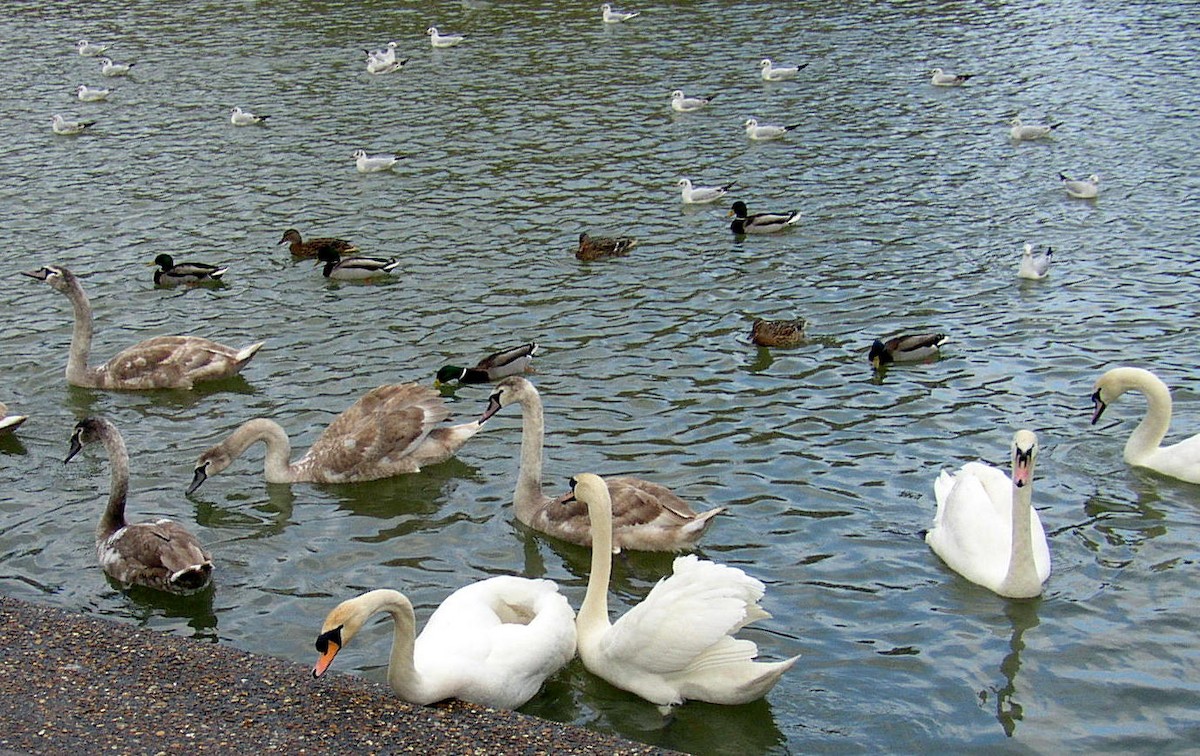 Mute Swan - ML357528841