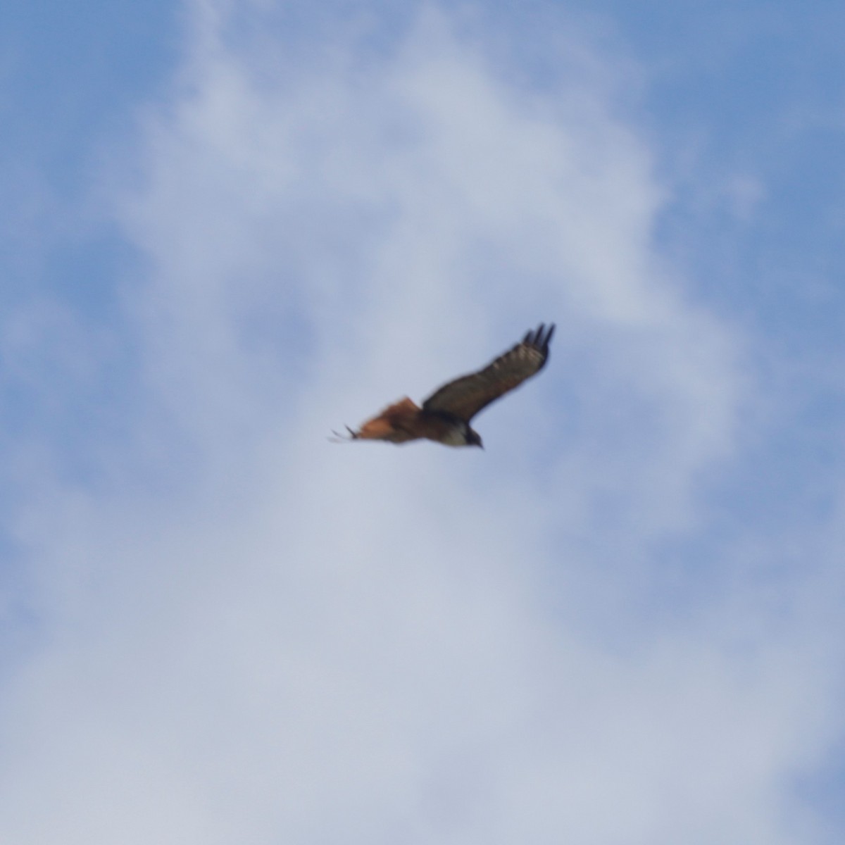 Red-tailed Hawk (costaricensis) - ML357529311