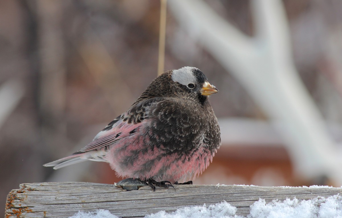 Black Rosy-Finch - Shawn Billerman