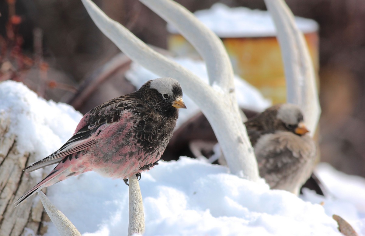 Black Rosy-Finch - Shawn Billerman