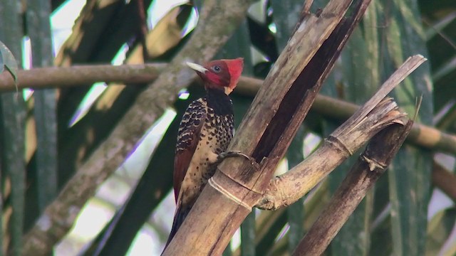 Rufous-headed Woodpecker - ML357532381
