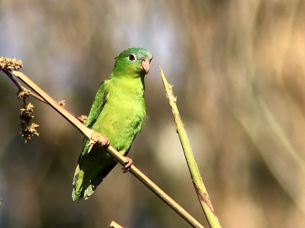 Amazonian Parrotlet - Bruno Rennó