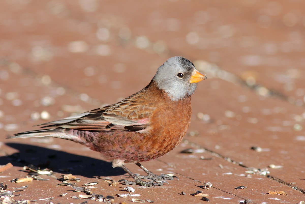 Gray-crowned Rosy-Finch (Hepburn's) - Shawn Billerman