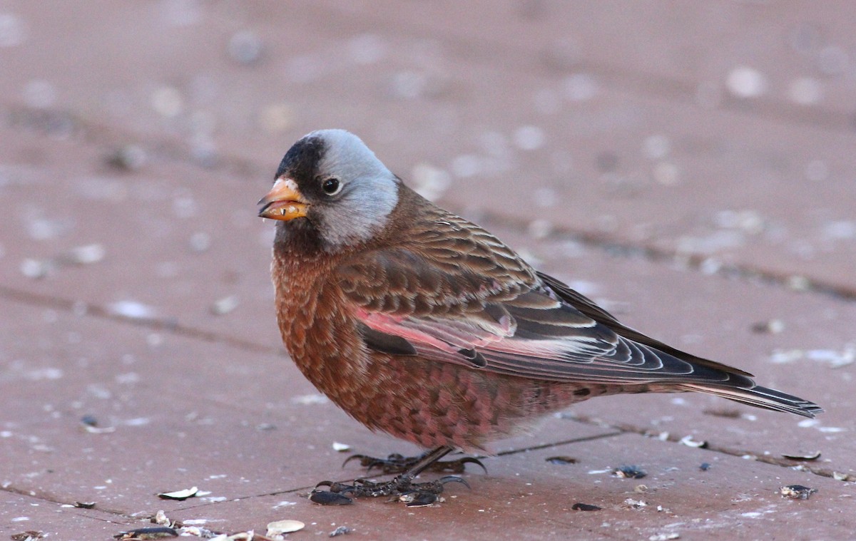 Gray-crowned Rosy-Finch (Hepburn's) - Shawn Billerman