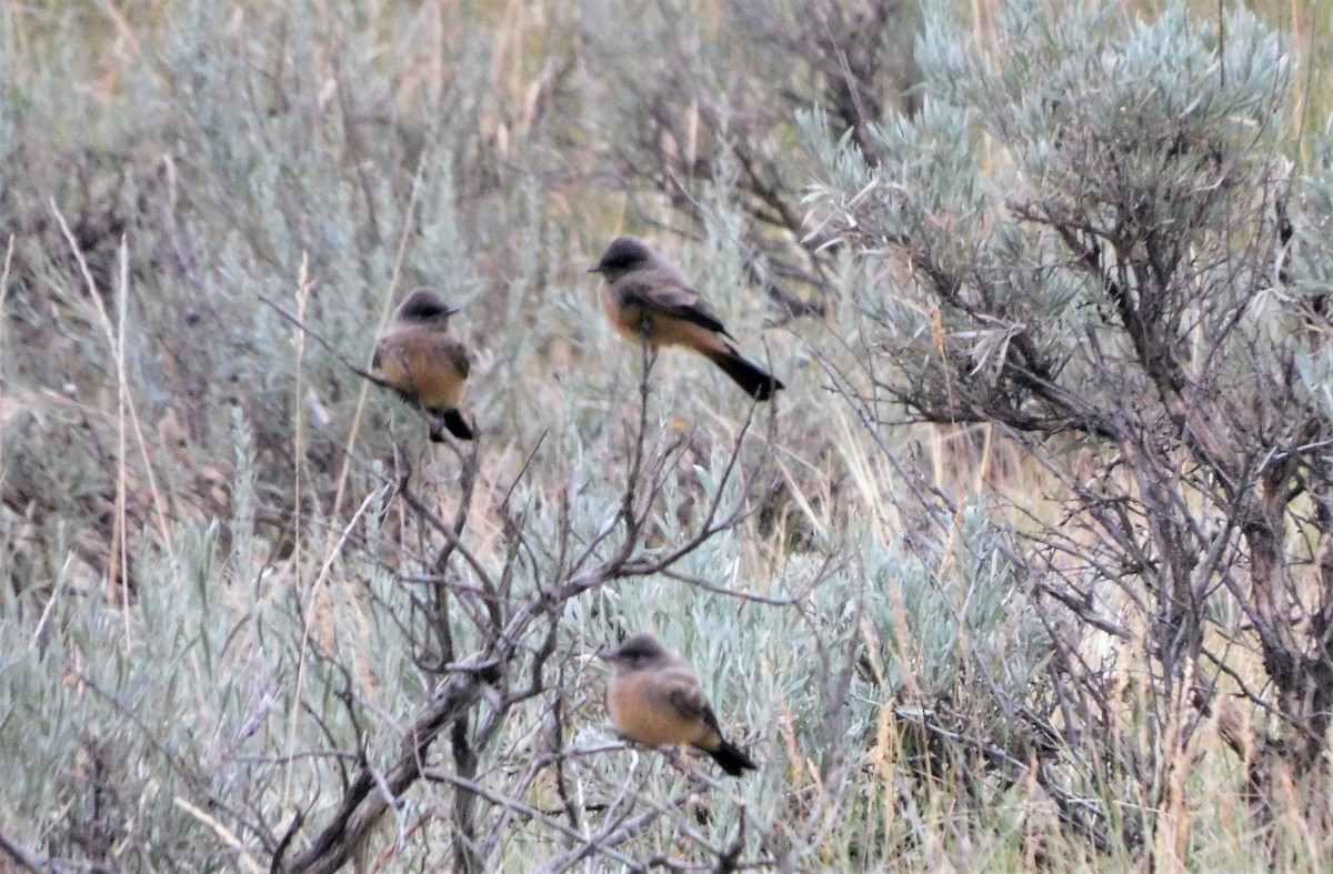 Say's Phoebe - ML357535831