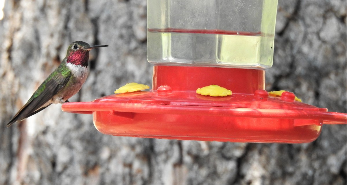 Broad-tailed Hummingbird - ML357536501