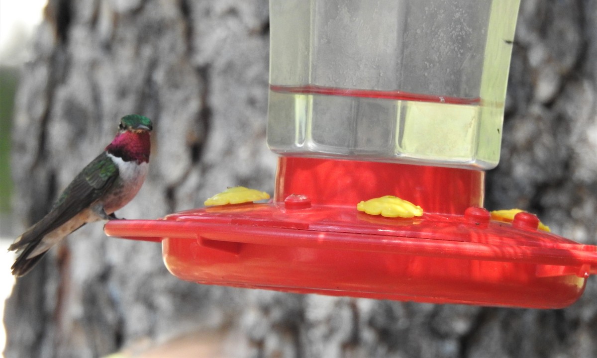 Broad-tailed Hummingbird - ML357536511